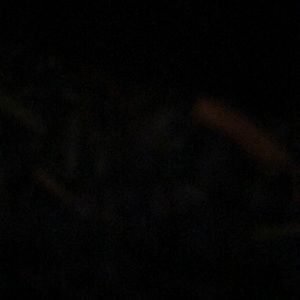 Meet your Posher, Audrey